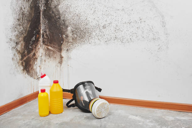 Mold Removal Process in Braddock Hills, PA