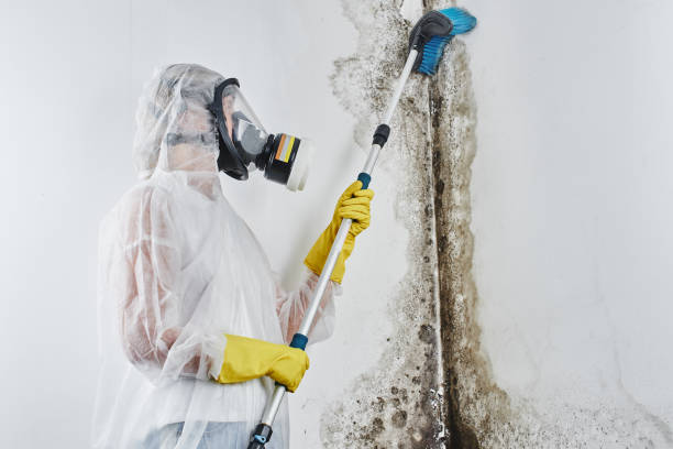 Best Emergency Mold Removal  in Braddock Hills, PA