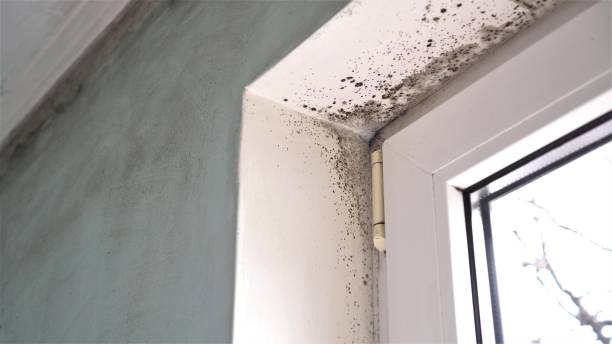 Best Same-Day Mold Removal  in Braddock Hills, PA