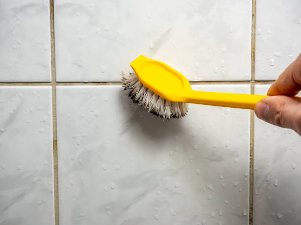 Best Mold Removal Near Me  in Braddock Hills, PA