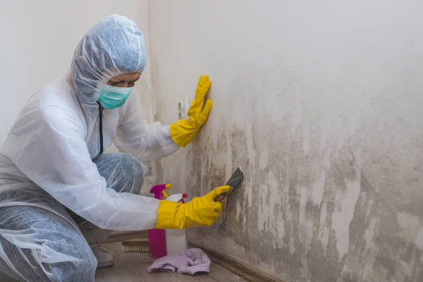 Best Toxic Mold Removal  in Braddock Hills, PA