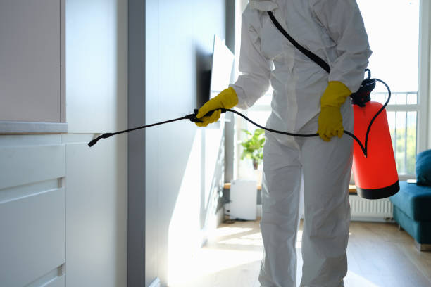 Best Attic Mold Removal  in Braddock Hills, PA