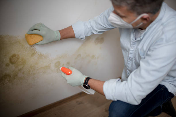 Certified Mold Removal in Braddock Hills, PA