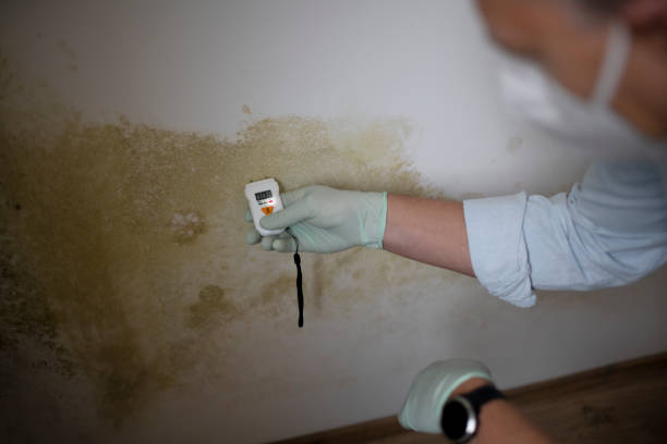 Best Commercial Mold Removal  in Braddock Hills, PA