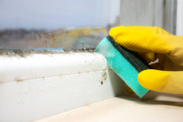 Best Crawl Space Mold Removal  in Braddock Hills, PA