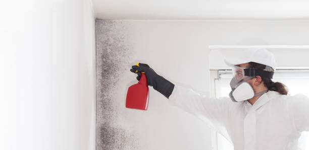 Best Attic Mold Removal  in Braddock Hills, PA