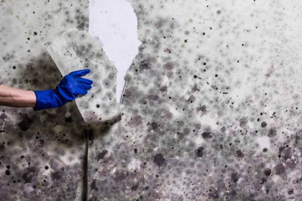 Best Affordable Mold Removal  in Braddock Hills, PA