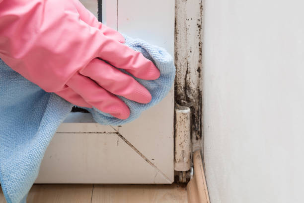 Best Toxic Mold Removal  in Braddock Hills, PA